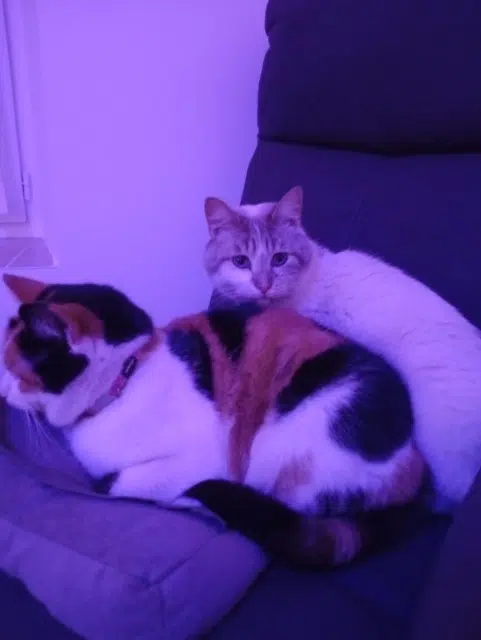 chatte reunited   72310 La Chapelle-Huon Dolly