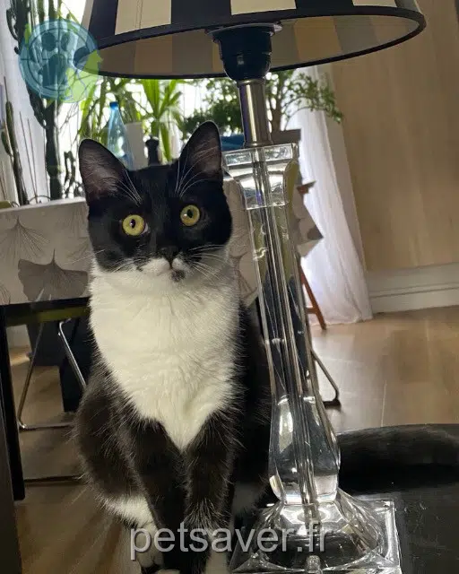 chatte reunited   72260 Monhoudou Georgette