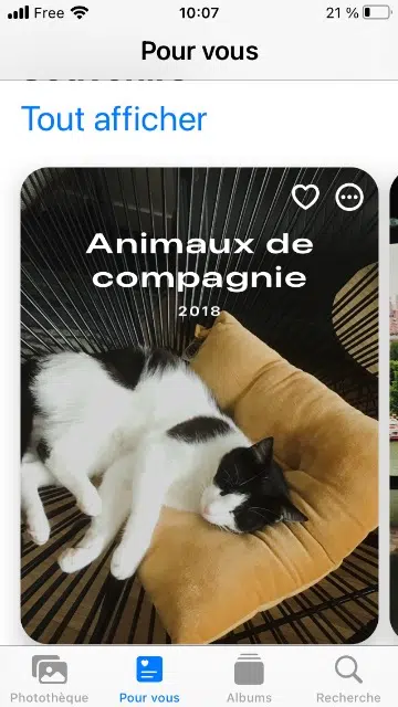 chatte reunited   72400 Boëssé-le-Sec Jasmine