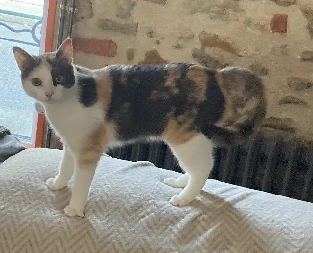 chatte reunited    Le Mans Gaïa