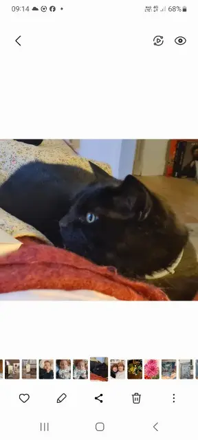chatte reunited    Le Mans Louloute