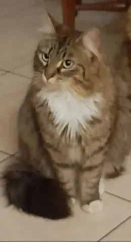 chatte reunited    Le Mans POPPY