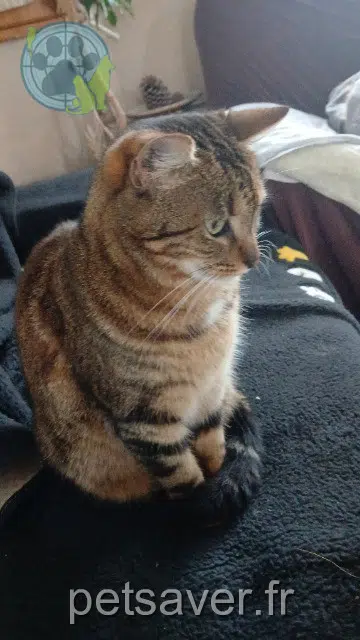 chatte reunited    Le Mans Choupette