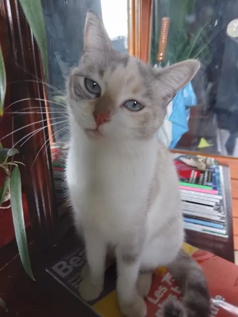 chatte reunited    Le Mans Châtaigne ou choupi