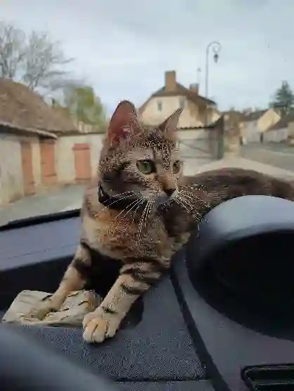 Chatte Trouvée 72 Sarthe Le Mans - Saccharine Chatte Trouvée 72 Sarthe Le Mans - Saccharine