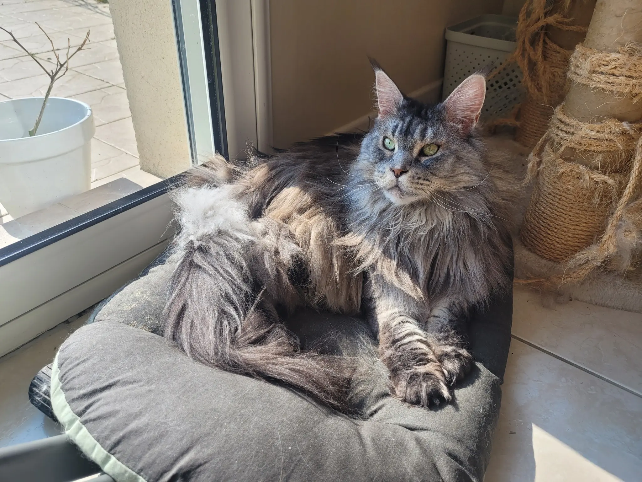 chatte reunited   72440 Bouloire Luna