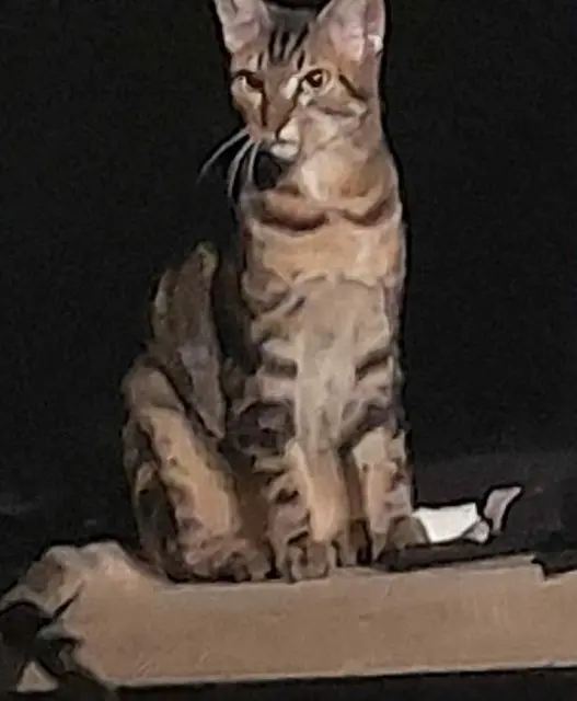 chatte reunited   72230 Moncé-en-Belin Lyna