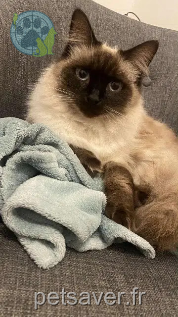 chatte reunited   72110 Briosne-lès-Sables Mya