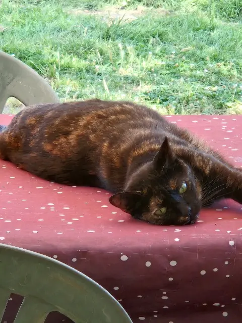 chatte reunited   72220 Écommoy Petite