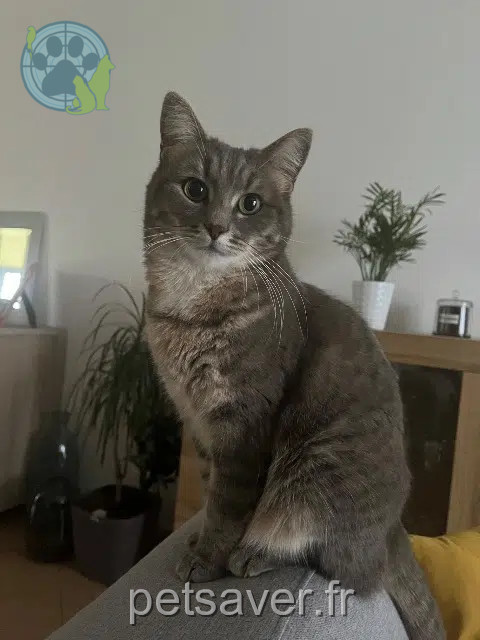 chatte reunited   72190 Sargé-lès-le-Mans Plume