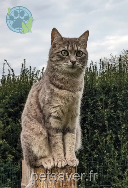 chatte reunited 72650 La Chapelle-Saint-Aubin Toupie