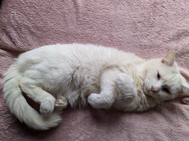 chatte reunited   72130 Saint-Aubin-de-Locquenay Tulipe