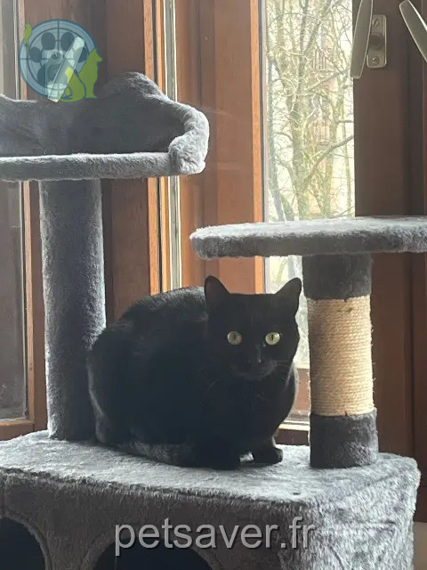 chatte reunited 73000 Chambéry Bastet