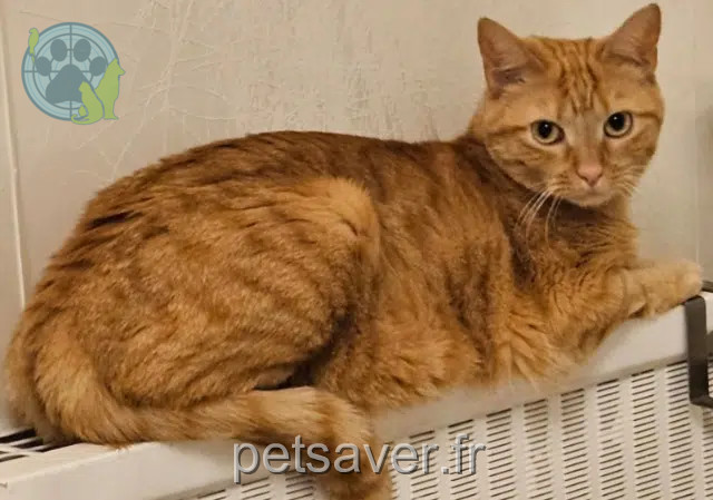 cat reunited   73230 Barby Bey