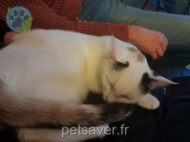 chatte reunited 73000 Chambéry Céleste