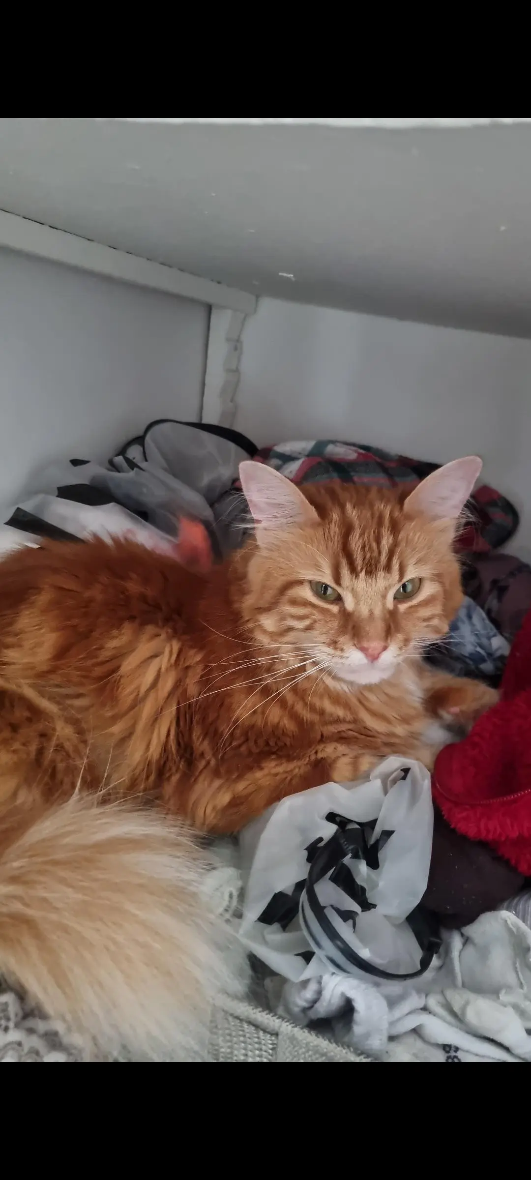 chatte reunited   73800 Myans Espoir