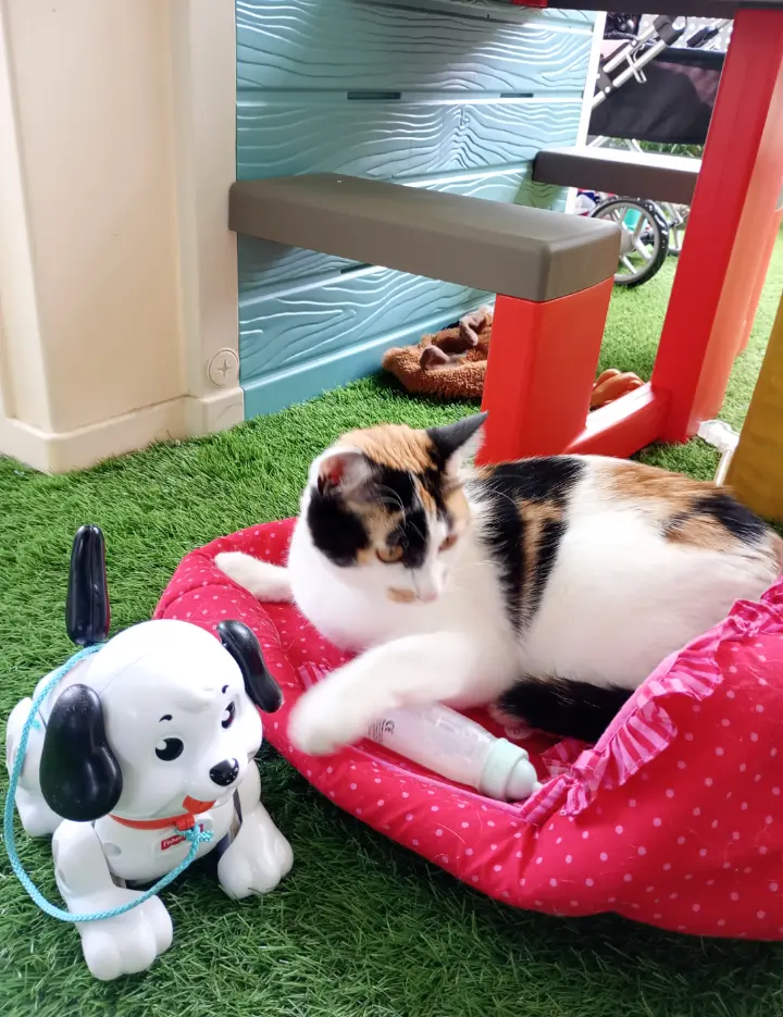 chatte reunited   73190 Challes-les-Eaux Hana