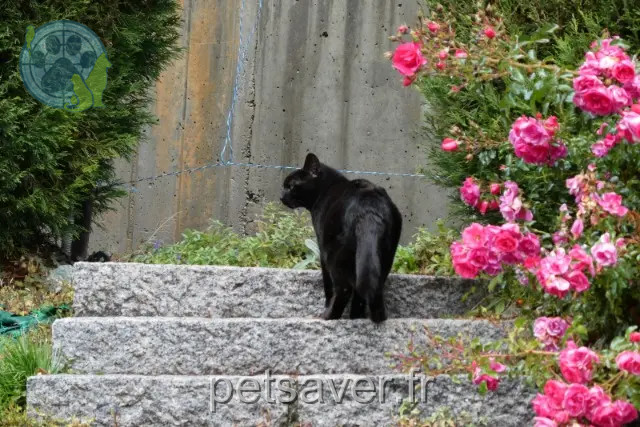 chatte reunited 73500 Saint-André Kalie