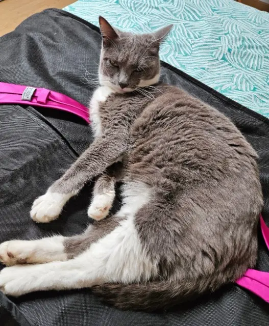 chatte reunited   73000 Jacob-Bellecombette Lili