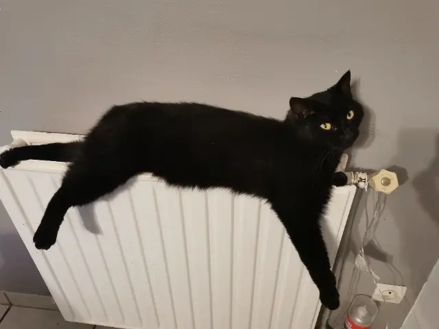 chatte reunited   73240 Saint-Genix-les-Villages Miki