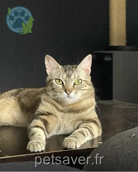 chatte reunited 73000 Chambéry Nida