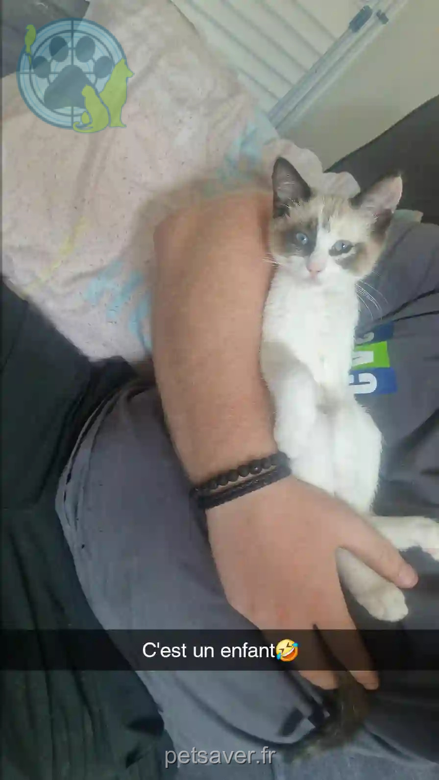 Chatte Trouvée 73 Savoie - Nyx Chatte Trouvée 73 Savoie - Nyx