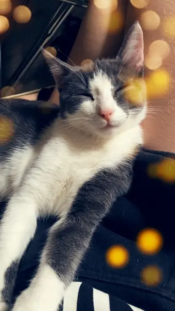 chatte reunited   73160 Cognin Polia