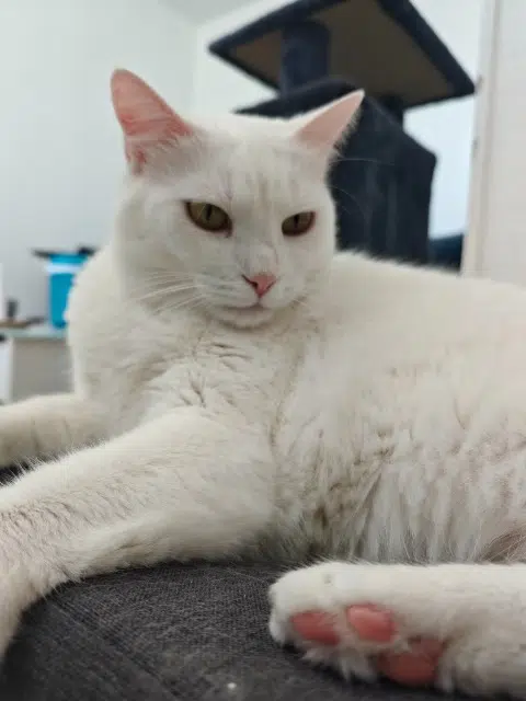 chatte reunited   73800 Porte-de-Savoie Robine