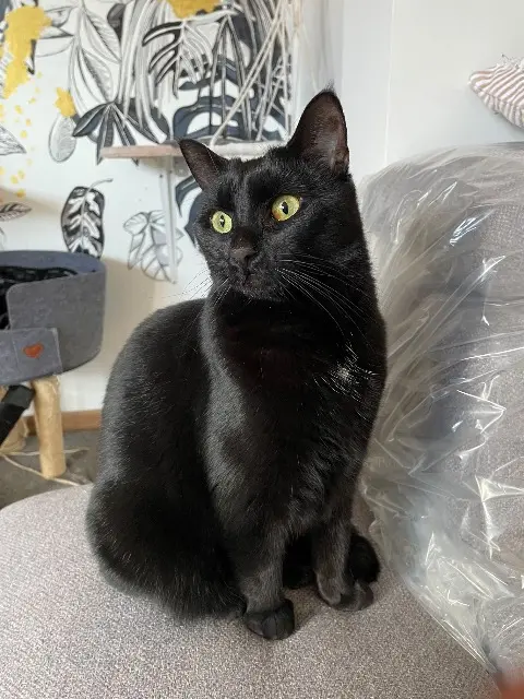 chatte reunited   73000 Chambéry Ruby