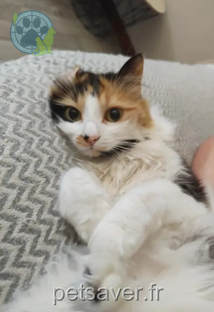 chatte reunited 73470 Novalaise Sushi