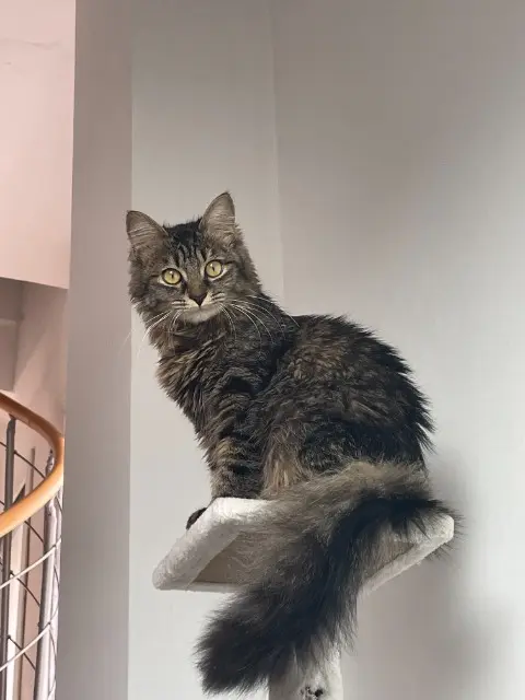 chatte reunited   73100 Aix-les-Bains Tsuky