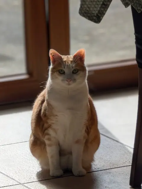 chatte reunited   73240 Sainte-Marie-d'Alvey Zora