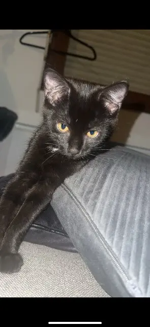 chatte reunited    Annecy Choupette