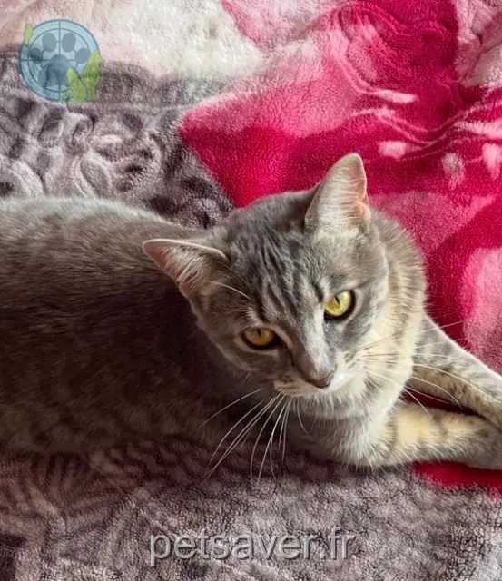 chatte reunited    Annecy Coquette