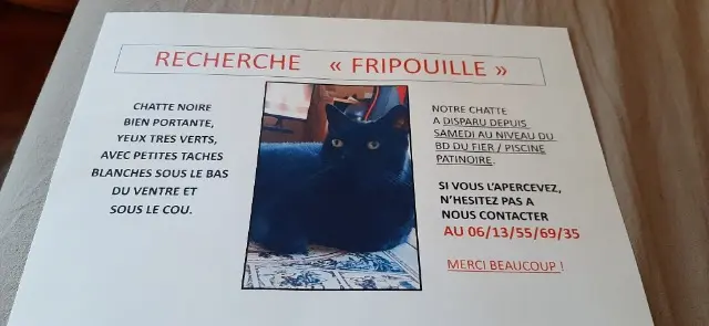 chatte reunited    Annecy Fripouille