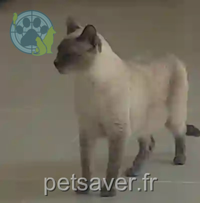 Chatte Trouvée 74 Haute-Savoie Annecy - Isis Chatte Trouvée 74 Haute-Savoie Annecy - Isis