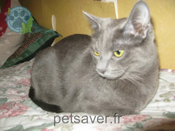 Chatte Perdue 74 Haute-Savoie Annecy - Opale Chatte Perdue 74 Haute-Savoie Annecy - Opale