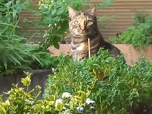 chatte reunited    Annecy Pirouette