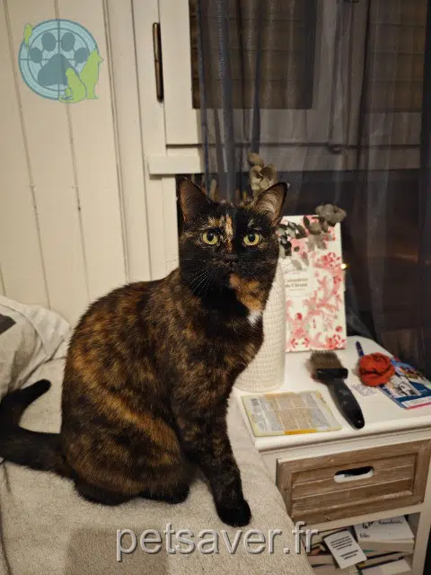chatte reunited Annecy Raviole