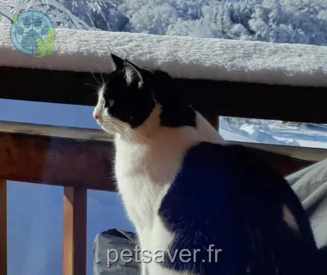 chatte reunited 74300 Arâches-la-Frasse Bounty
