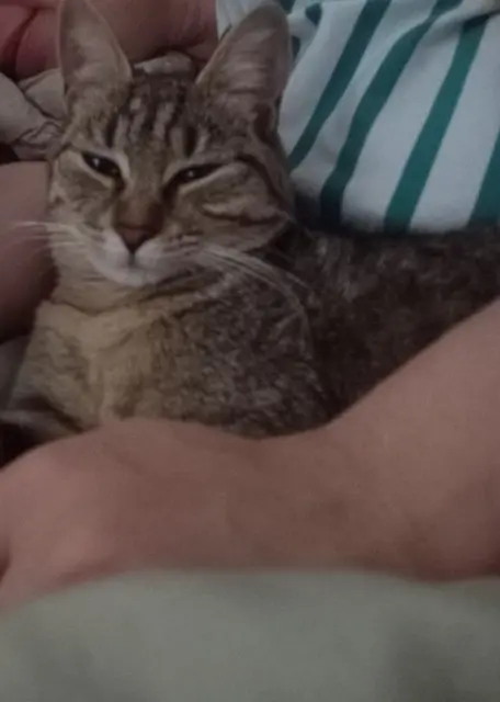 chatte reunited   74250 Fillinges Cherry