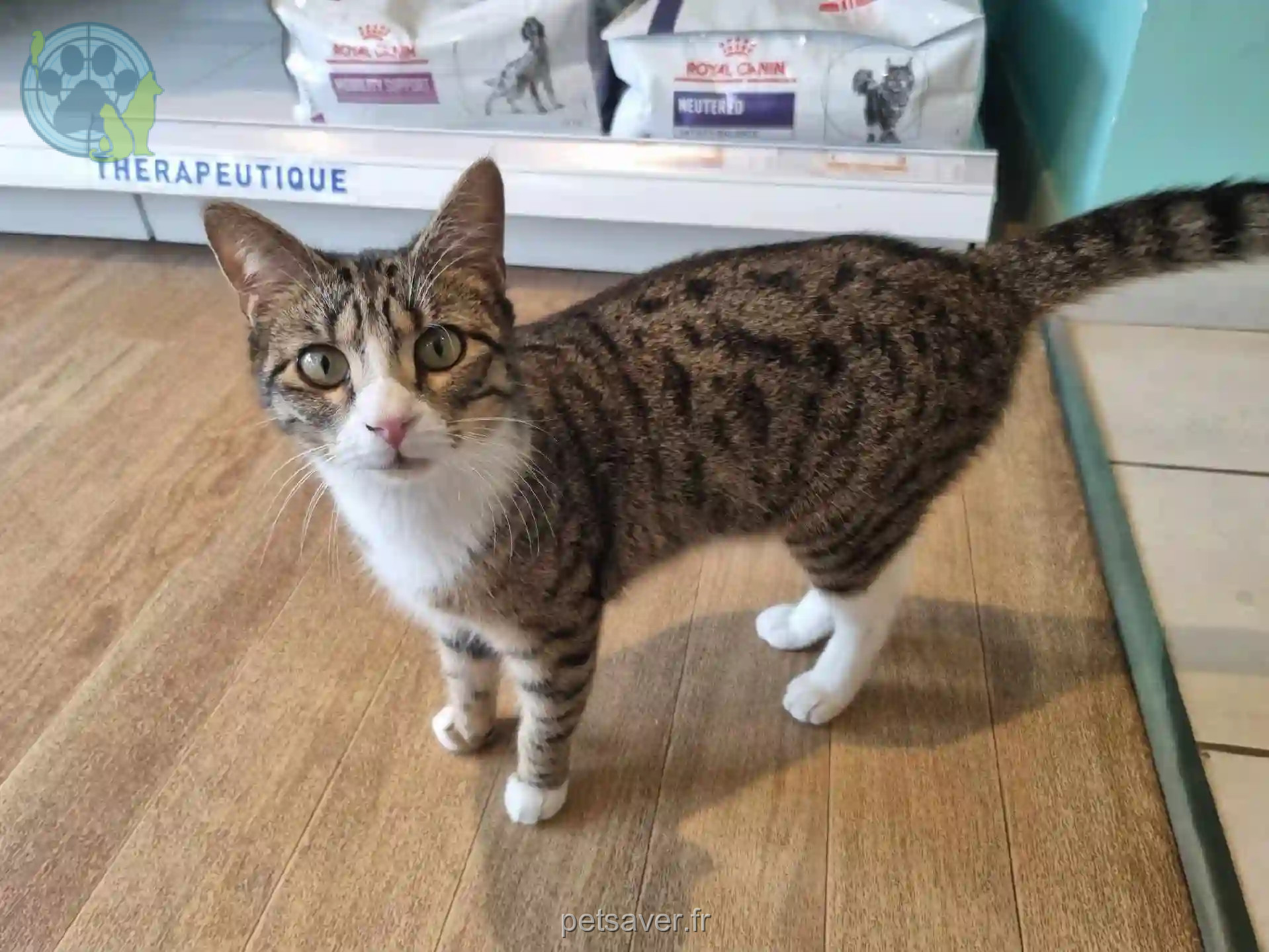 Chatte Perdue 74 Haute-Savoie - Choupa Chatte Perdue 74 Haute-Savoie - Choupa