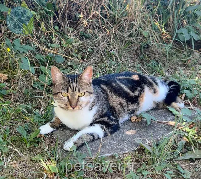 chatte reunited 74520 Savigny Crevette