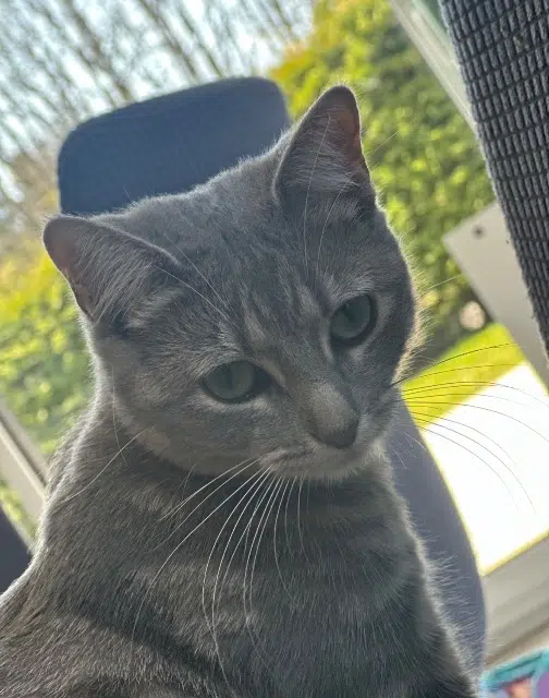 chatte reunited    Fillière Mimi