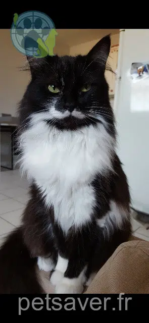 gatta reunited 74200 Thonon-les-Bains Freya
