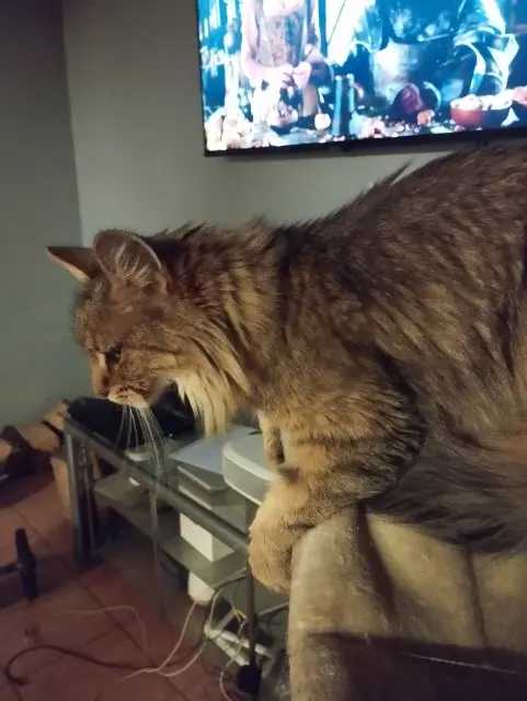 chatte reunited   74140 Massongy Freyja