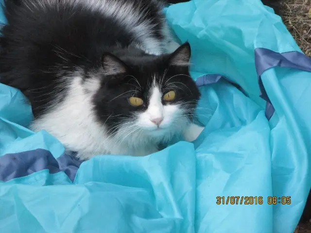 chatte reunited   74700 Sallanches Féline