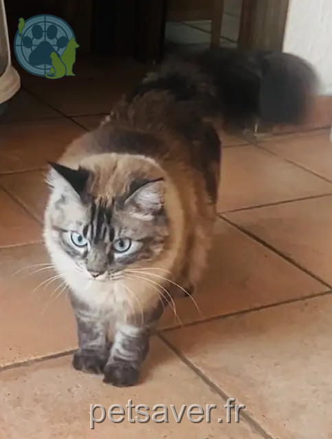chatte reunited 74930 Pers-Jussy Indiana
