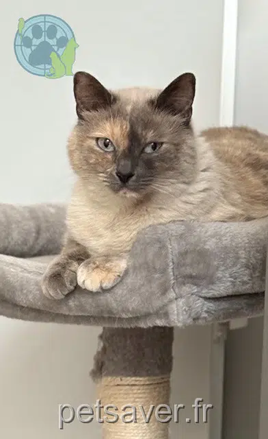 chatte reunited   74270 Chilly Kalina