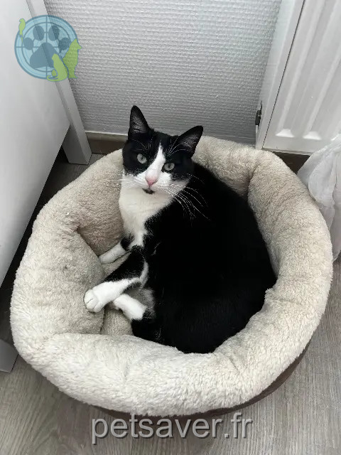 chatte reunited 74140 Sciez Luna